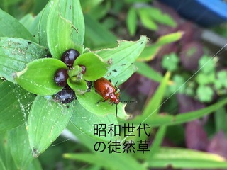 2B2E7177-ED23-4FBF-834F-1953FD8969EB.jpeg