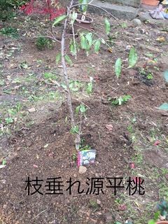 2BA02A14-9BDB-4DFB-86D1-BACACAF3E2DB.jpeg