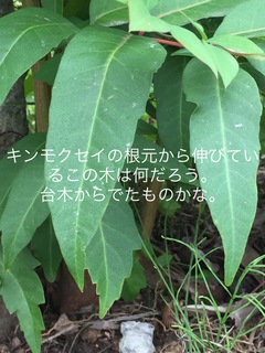 49CAB75F-87C0-4684-847F-6B3830F61391.jpeg