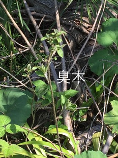 A9F85830-F0CA-4EC9-8324-719278617928.jpeg