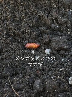 B3424D21-4500-4B30-ADA8-4B8EC0CCAAFF.jpeg