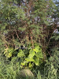 IMG_4641.JPEG
