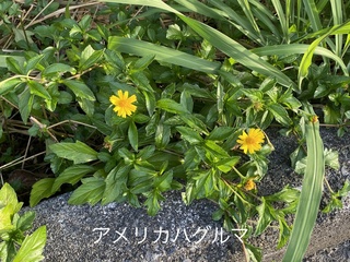 IMG_4643.JPEG