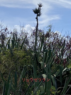 IMG_4673.JPEG